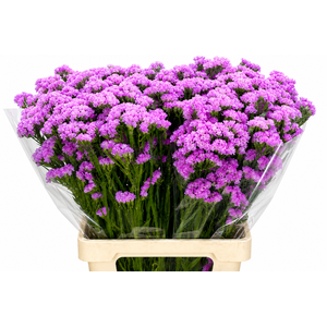 Limonium Sinuatum Pink Rosa