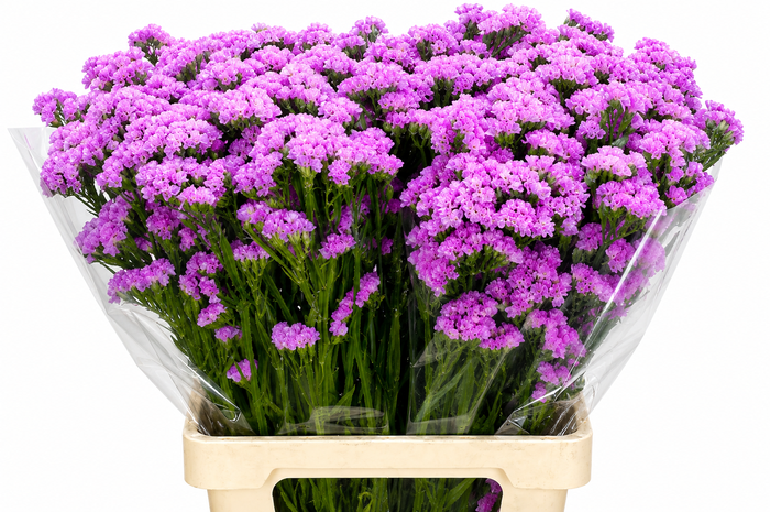 Limonium Sinuatum Pink Rosa