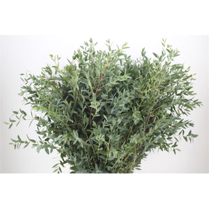 Euca Parvifolia 300gr P Bunch