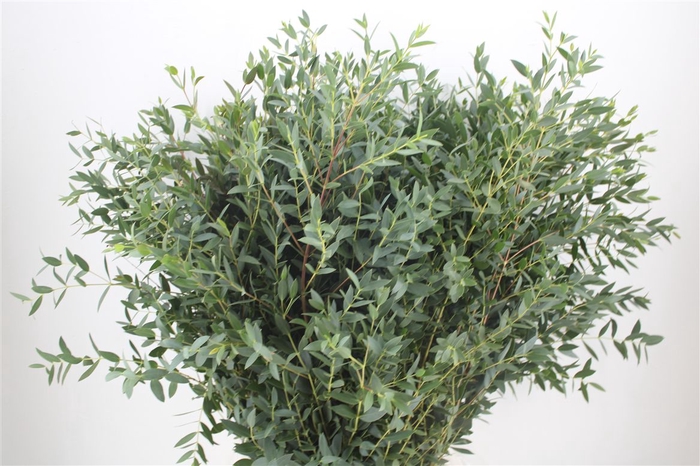 <h4>Euca Parvifolia 300gr P Bunch</h4>