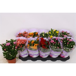 Chrysanthemum Indicum mix 12Ø 27cm 3pp