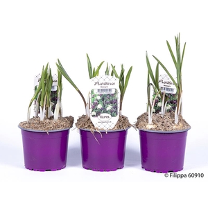 FRITILLARIA MELEAGRIS