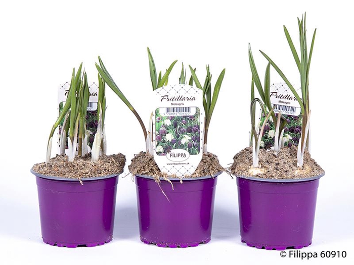 <h4>FRITILLARIA MELEAGRIS</h4>