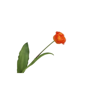 Tulipa Crispa Orange FL440262ORA
