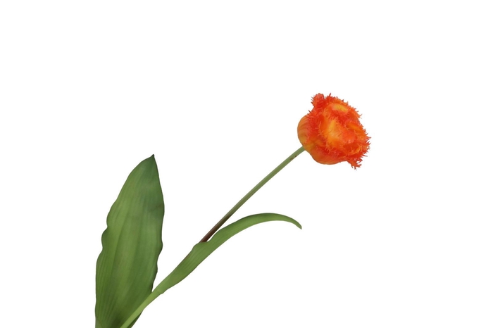 <h4>Tulipa Crispa Orange FL440262ORA</h4>