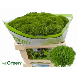 DI BARB GREEN WICKY