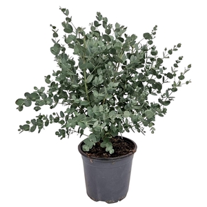 Eucalyptus gunnii
