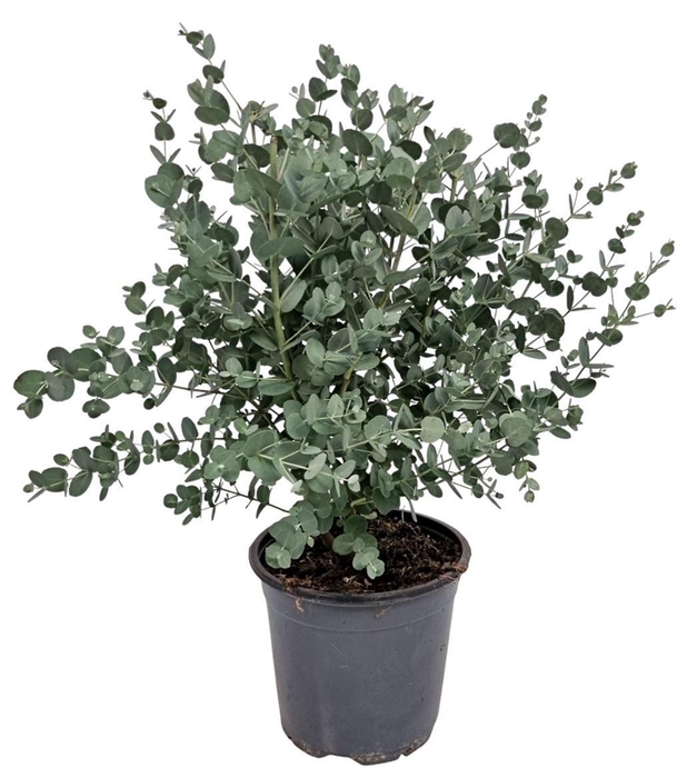 <h4>Eucalyptus gunnii</h4>