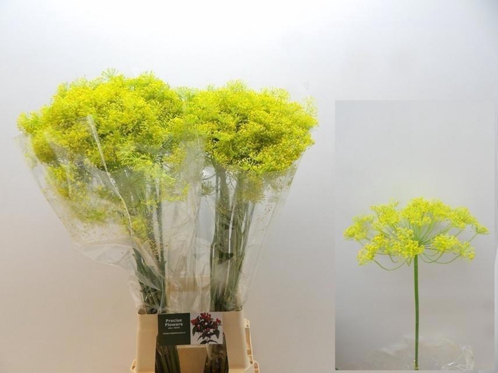 <h4>Anet Graveolens</h4>