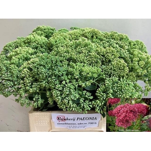 SEDUM SPECTABILE