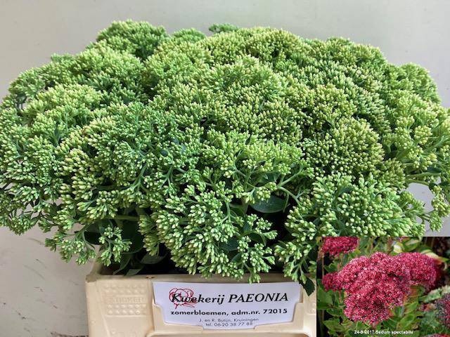 <h4>SEDUM SPECTABILE</h4>