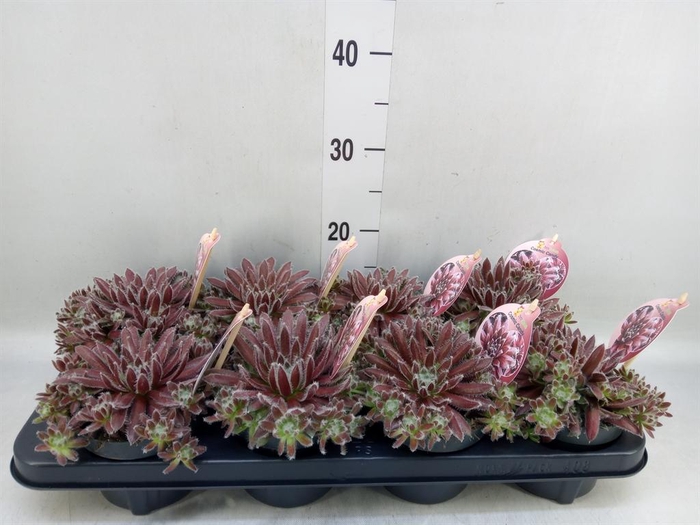 <h4>Sempervivum  'ChickCh'   ...mix</h4>