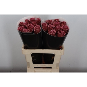 R Ov Wx Classic Dark Pink