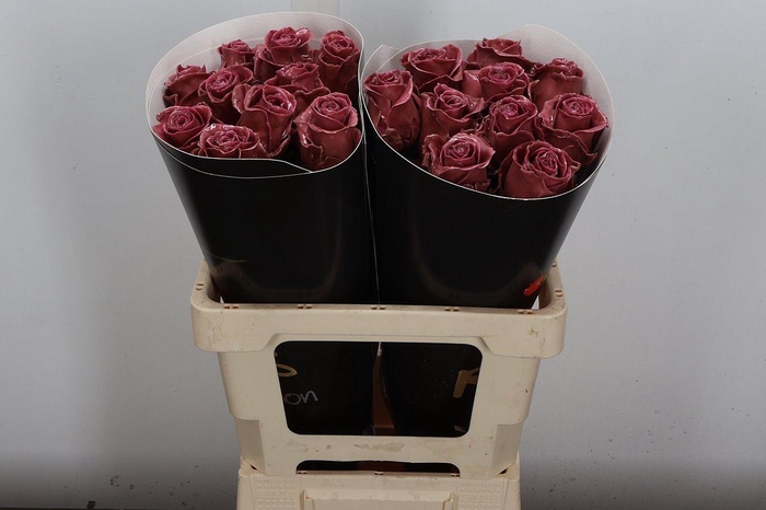 <h4>R Ov Wx Classic Dark Pink</h4>