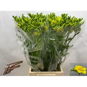 Freesia du Boulevard