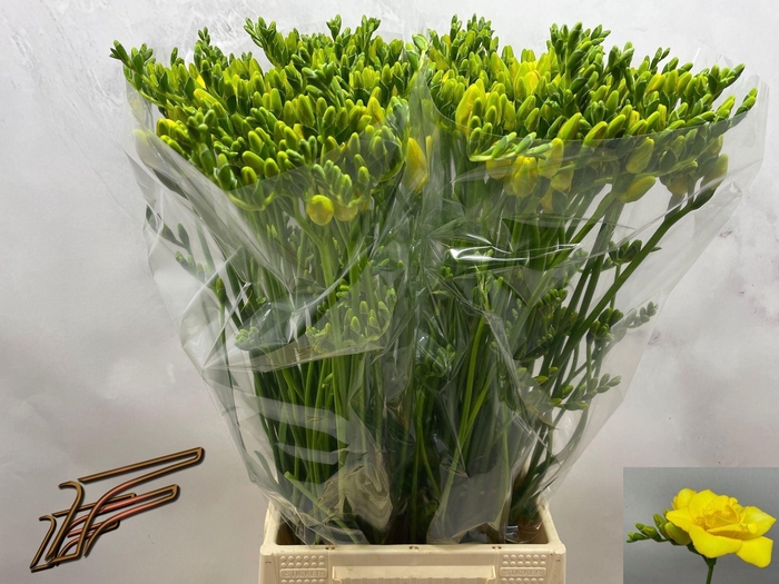 <h4>Freesia du Boulevard</h4>