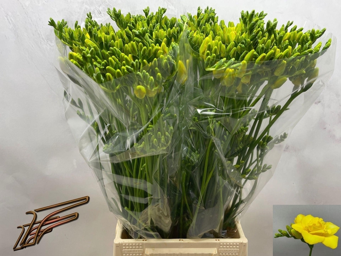 <h4>Freesia du Boulevard</h4>