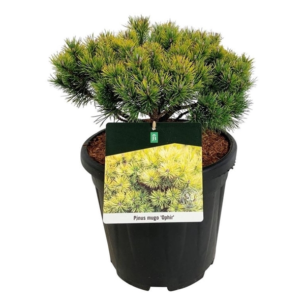 <h4>Pinus mugo 'Ophir'</h4>