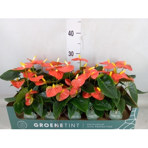 Anthurium andr. 'Stilo'
