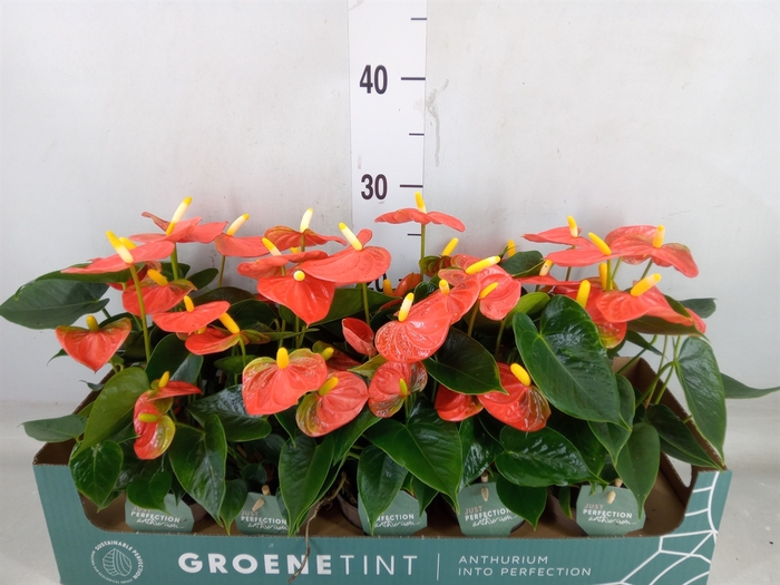 <h4>Anthurium andr. 'Stilo'</h4>