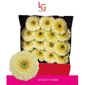 Germini Pomponi Dotti Ivani Diamond