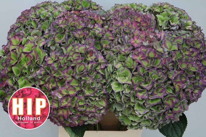 <h4>HYDR M CH RODEO CL</h4>