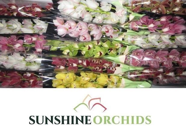 <h4>CYMB MI GEM</h4>