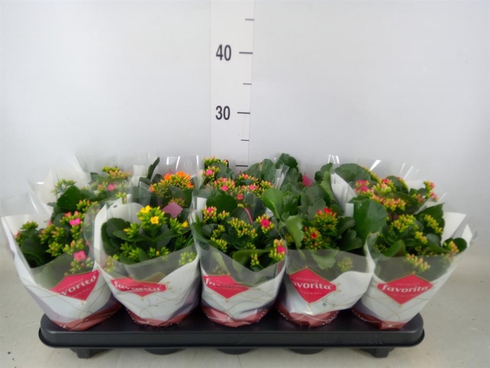 <h4>Kalanchoe blos.   ..mix 5</h4>