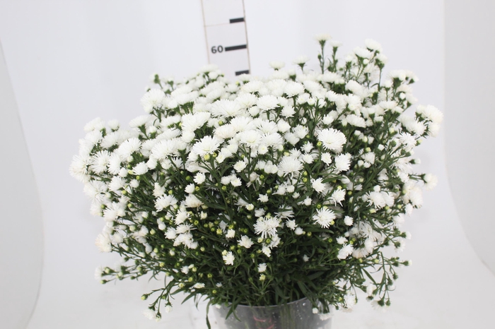 <h4>ASTER MARIANA 050 CM</h4>