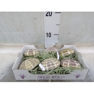 Tillandsia usneoides