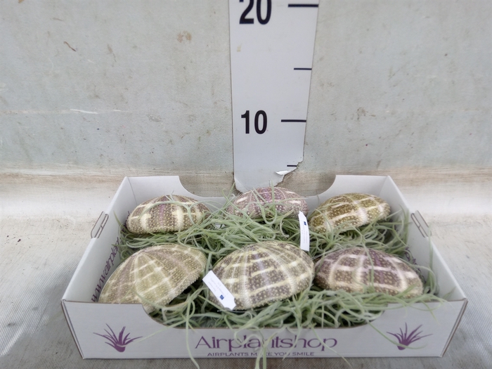 <h4>Tillandsia usneoides</h4>