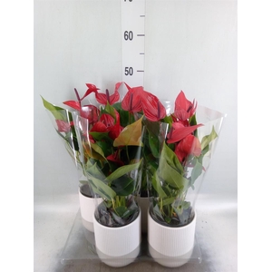 Anthurium  'Banderola Lava'