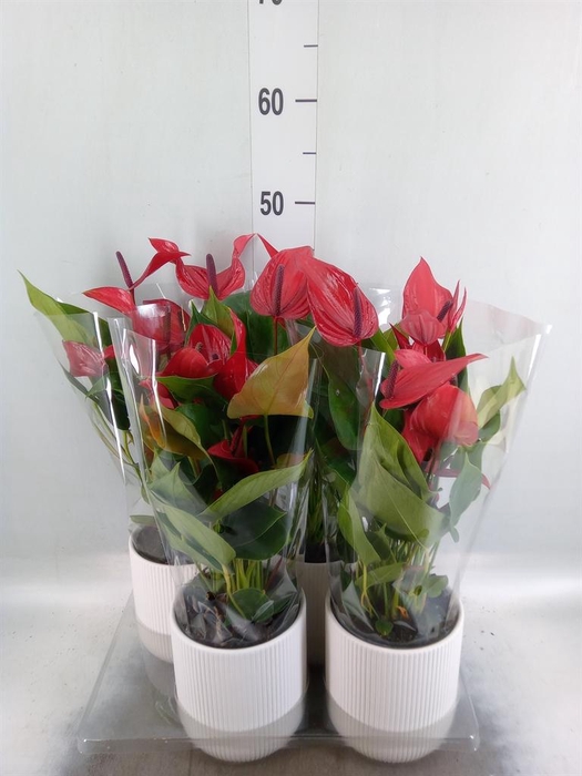 <h4>Anthurium  'Banderola Lava'</h4>