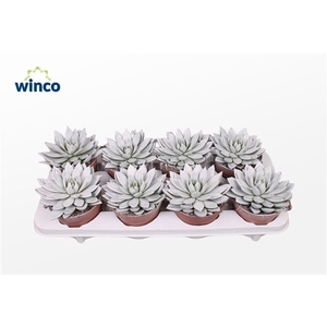 Echeveria Agavoides Paint White