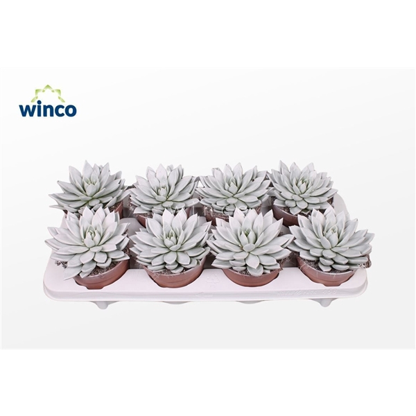 <h4>Echeveria Agavoides Paint White</h4>