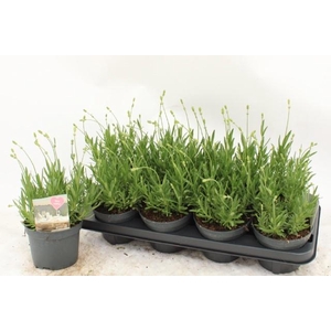 LAVAN AN AROMA WHITE