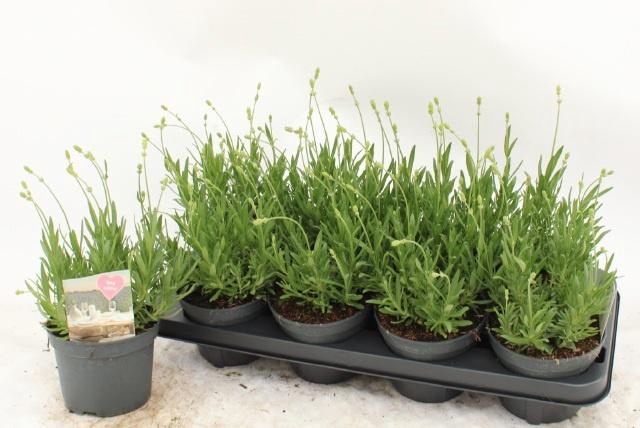 <h4>LAVAN AN AROMA WHITE</h4>