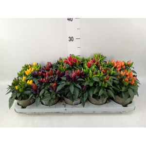 Capsicum annuum   ...mix