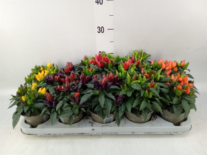 <h4>Capsicum annuum   ...mix</h4>
