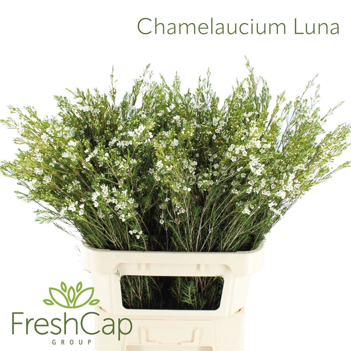 <h4>Chamelaucium uncinatum 'Luna'</h4>