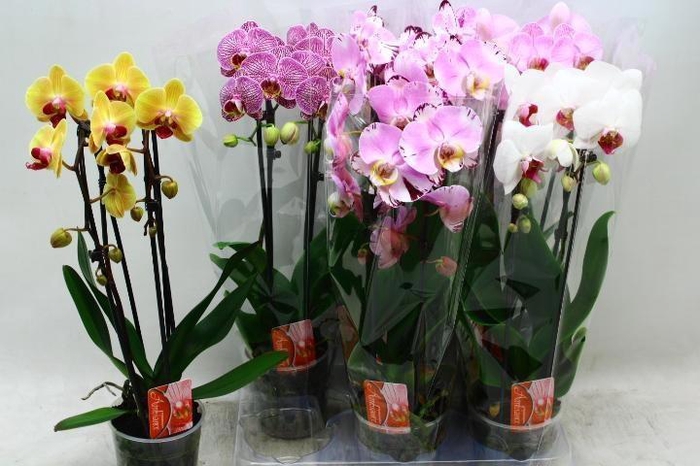 <h4>PHAL EL CASCADE</h4>