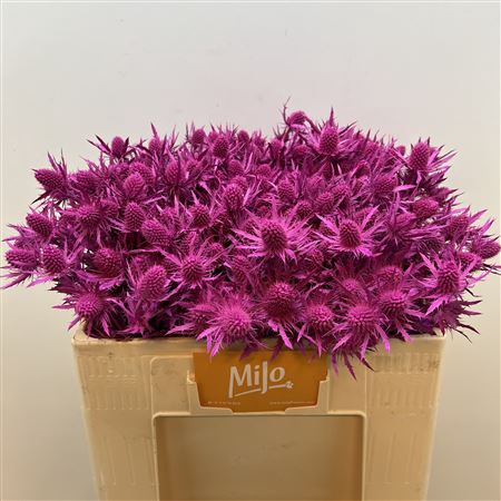 <h4>Eryn Klb Lagoon Fuchsia</h4>