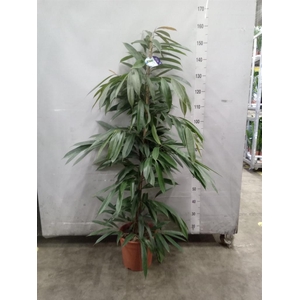 Ficus binn. 'Amstel King'