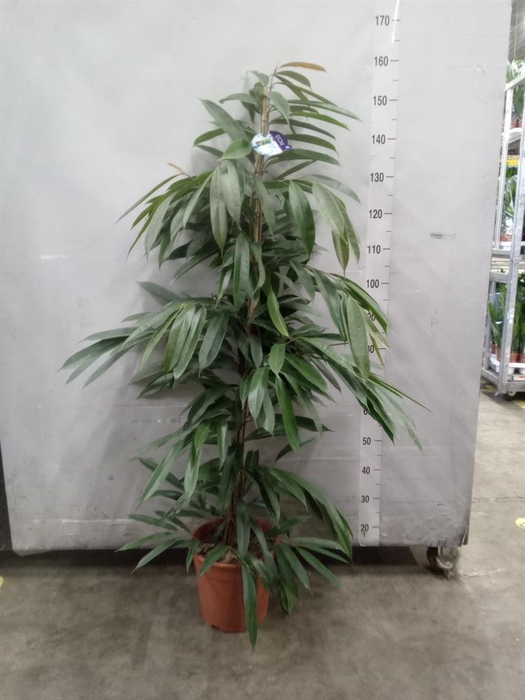 <h4>Ficus binn. 'Amstel King'</h4>