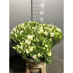 Clarkia White