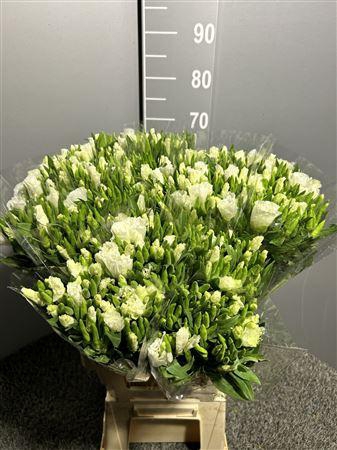 <h4>Clarkia White</h4>
