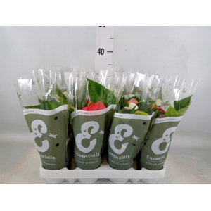 Anthurium   ...mix 4