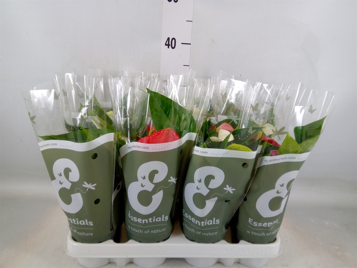 <h4>Anthurium   ...mix 4</h4>