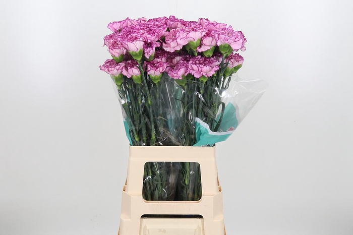 <h4>Di St Boheme</h4>