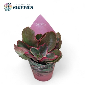 Kalanchoe Variagata Multicolor (Sierra) Sierra Collection